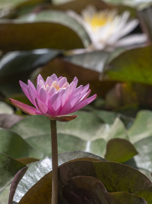 Just a normal water lily