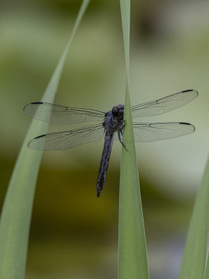 The shy dragonfly