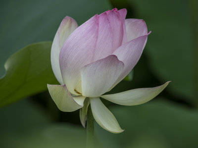 Shadowed lotus
