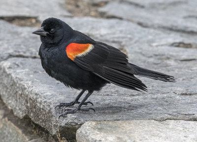 Blackbird that loved the camera