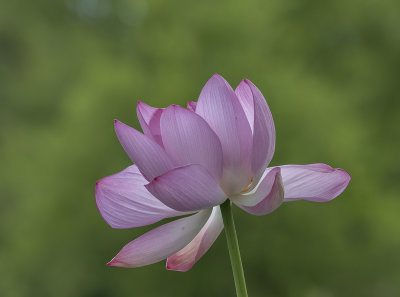 Lone lotus