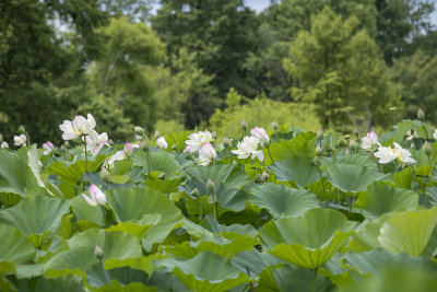 Lotus 'field'