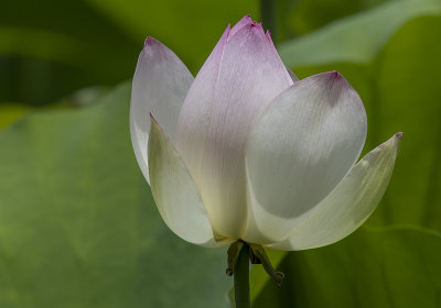 The intracacies of a lotus blossom