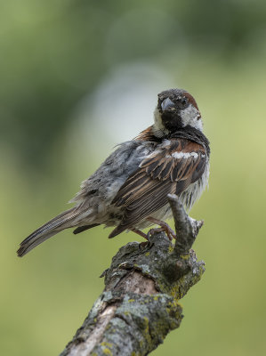 The posing sparrow