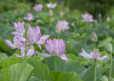 Lotuses as far as the eye can see