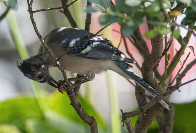 Blue jay at work