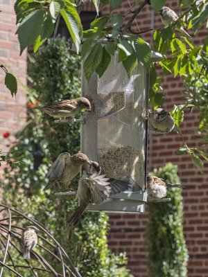 Romance at the bird feeder?