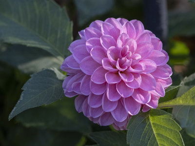 The pink dahlia