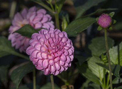 Lights out on the dahlias