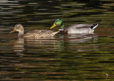 The Mallards out for a stroll