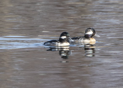 New residents at the gardens