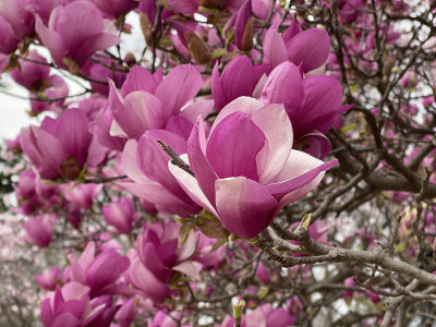 Magnolias in the park