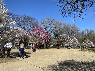 Lincoln Park in bloom