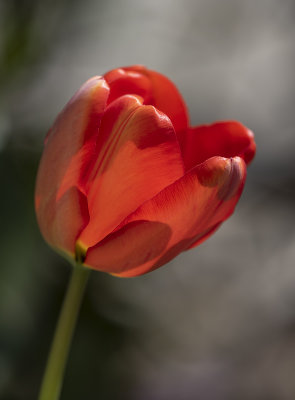 The red tulip