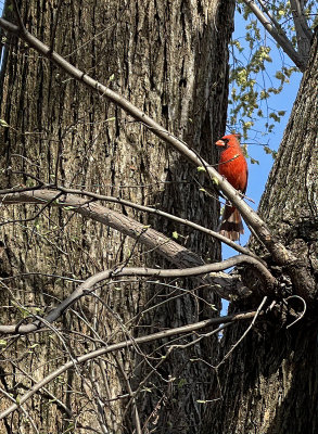 Mr. Cardinal and the iPhone