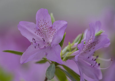 Azaleas gone wild