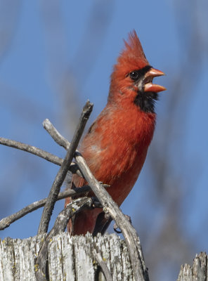 My favorite cardinal, again