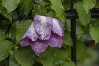 Lamenting the rain