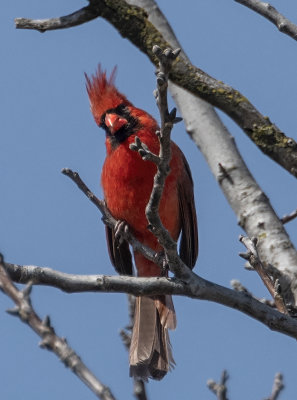 The puzzled cardinal