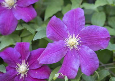 The 'minor' clematis