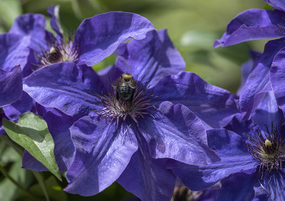The major clematis