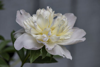 Miracle peony: the finale