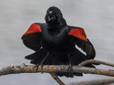 The fearless blackbird