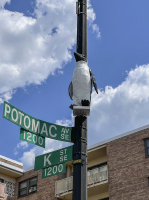 P(otomac) Avenue is for penguin
