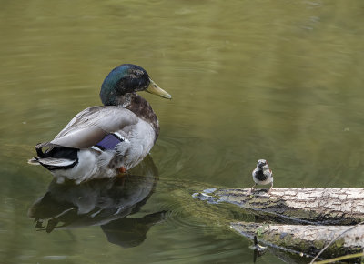 Unlikely buddies