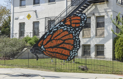 The butterfly that finally gave up the ghost