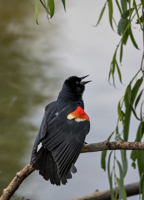 The blackbird that keeps on keeping on