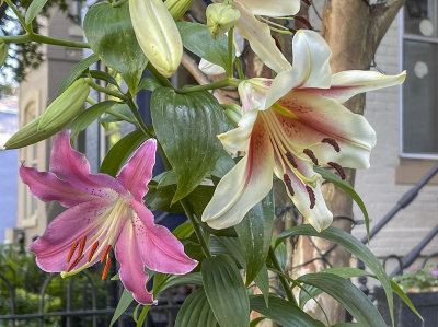 Neighboring lilies