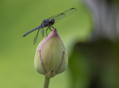 Dragonfly enjoying a lotus bud