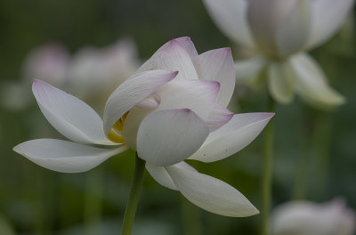 The graceful lotus flower
