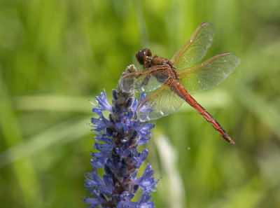 Flamboyant dragonfly