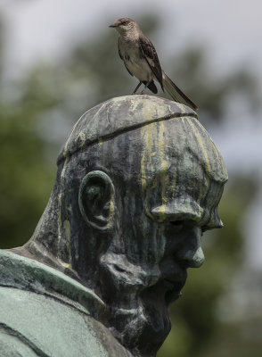 St. Francis and the mockingbird