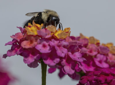 Bee enjoying the lantana