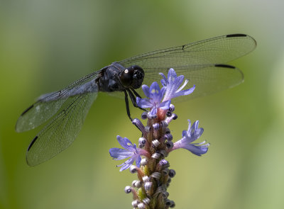 Busy dragonfly