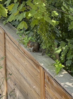 Placeholder squirrel