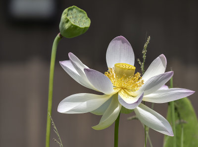 Sunlit lotus