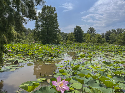 Lotus pond at the gardens