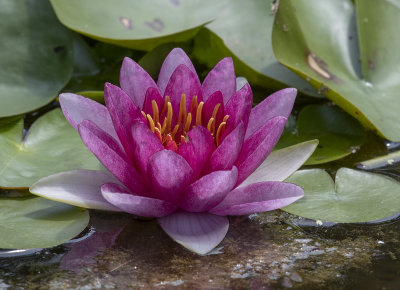 Exotic water lily
