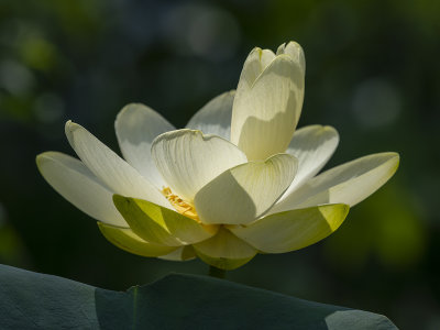 Yellow lotus