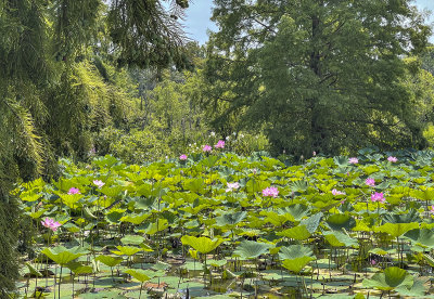 Lotus pond pitfalls