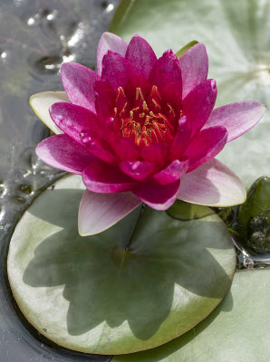 The heart of a water lily