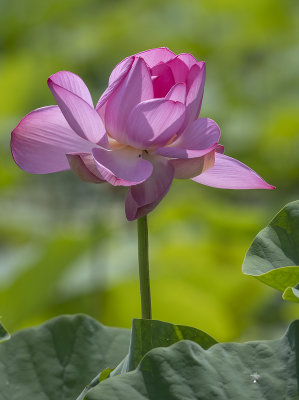 A very pink lotus