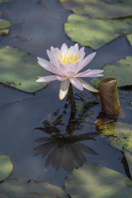 One final water lily