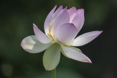 Demure lotus
