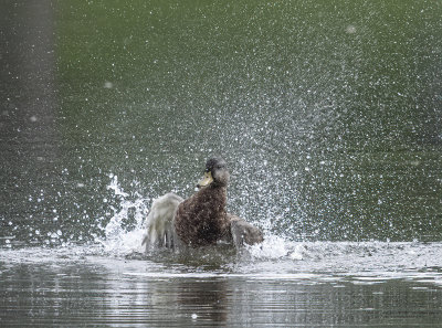 Splish splash, I was taking a bath