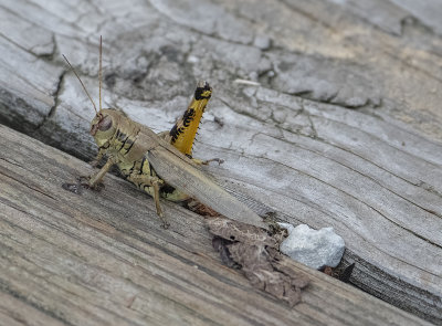 One-legged grasshopper